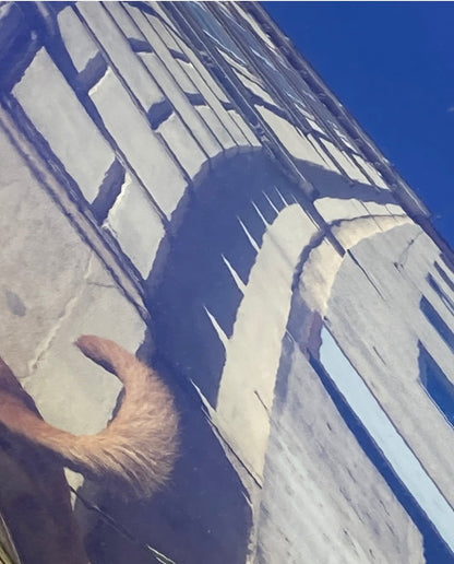 Der Schwanz meines Hundes