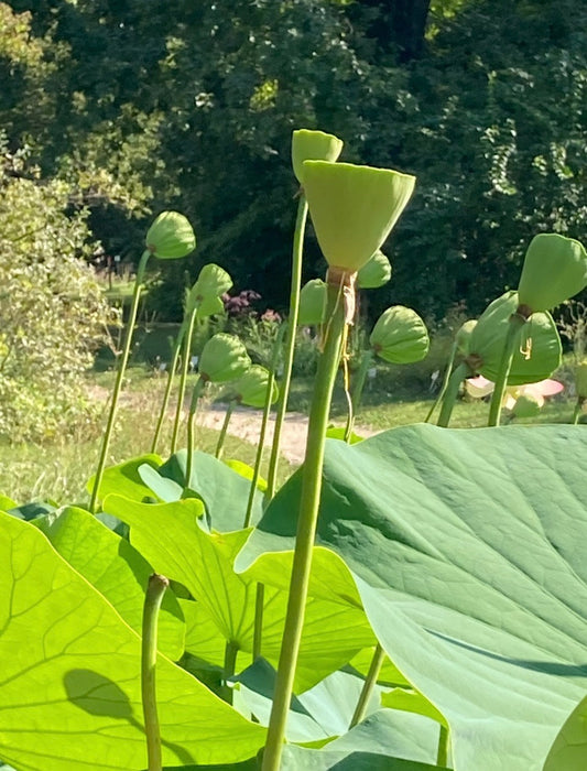 Nicht in Asien, im Botanischen Garten